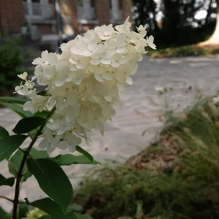 Mille Et Feuilles *